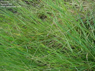 Panicum repens