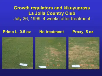 Proxy on kikuyugrass