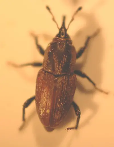 Phoenician billbug adult
