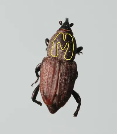 Phoenician billbug