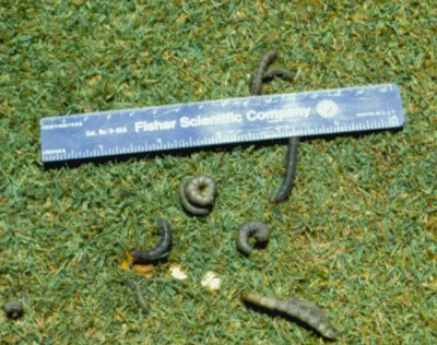 Black cutworm larvae