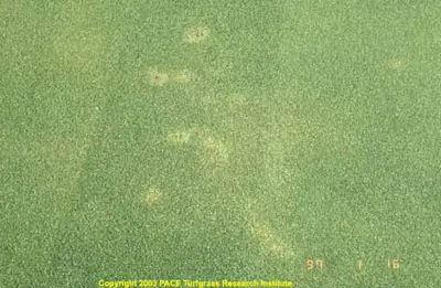 Algae on A4 bentgrass
