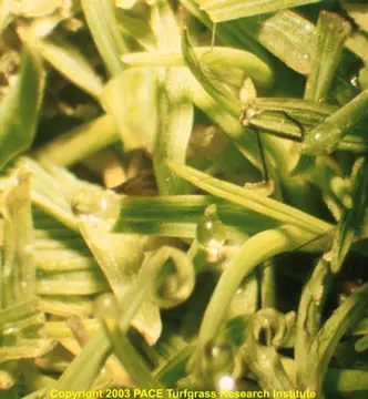 Close up A4 bent and algae