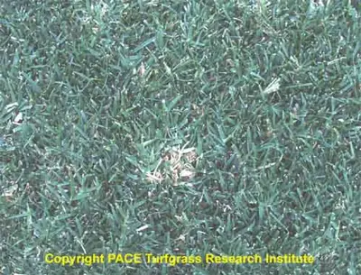 Billbug damage to bermudagrass