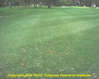 Billbug damage to bermudagrass