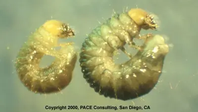 Masked Chafer Grubs