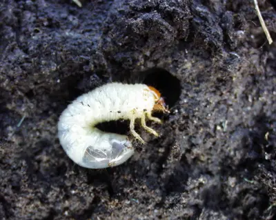 Masked chafer