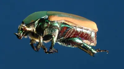 Green June beetle