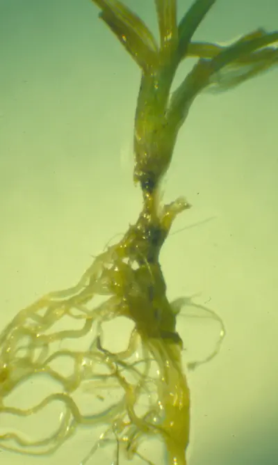 Crown rot anthracnose