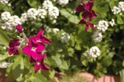 Depth of field f/4.5