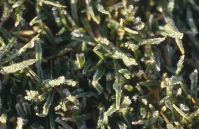 Close-up of ice crystals on turf