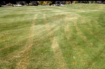 Frost damage from cart traffic