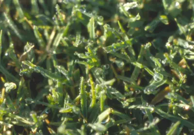 Melting frost crystals on turf