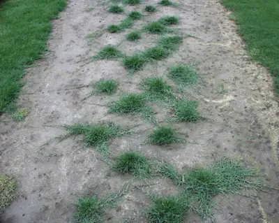Kikuyugrass plugs