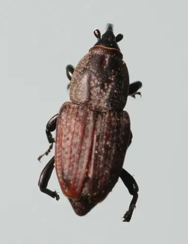 Phoenician billbug adult