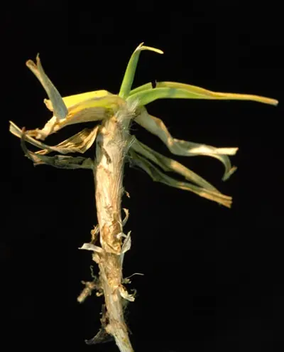 Billbug damage on kikuyugrass