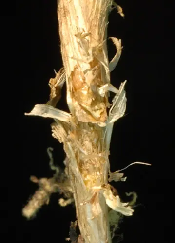 Billbug damage on kikuyugrass