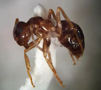 Lasius neoniger, the turfgrass ant