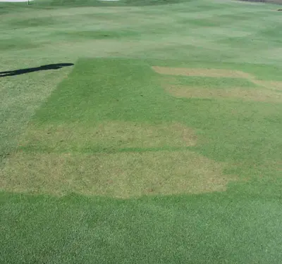 Phytotoxicity of Monument to seashore paspalum