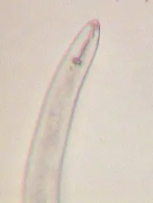 Root knot nematode head