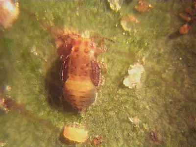 Red gum lerp psyllid