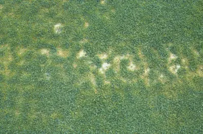 Polka-dot pattern due to salinity