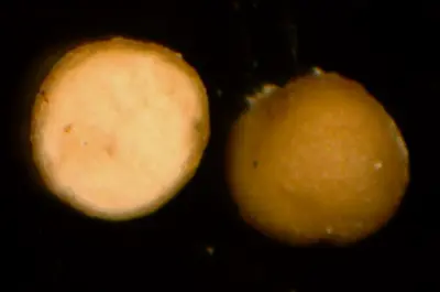 Sclerotium rolfsii