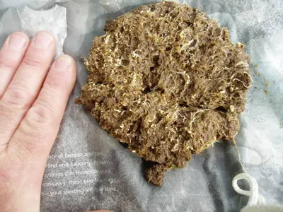Subanguina radicicola