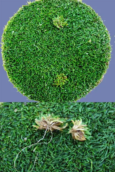 Yellow Tuft on poa