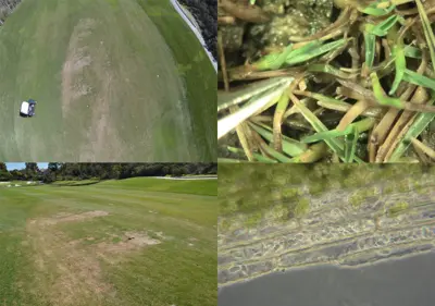 Rapid blight on ryegrass