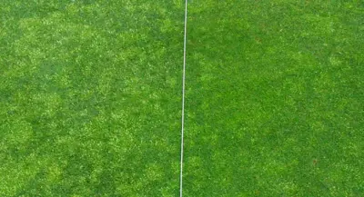 Proxy (right) vs. no treatment (left) on Poa green