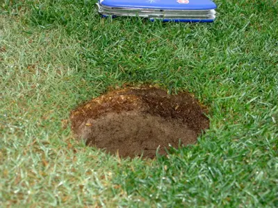 Fairy Ring on Ryegrass overseeded Bermuda 419