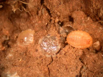 adult pearl scale