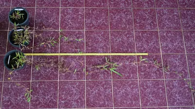Three P rates, three growth rates