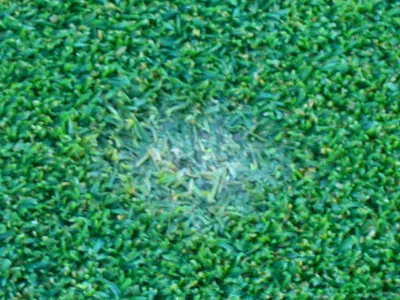 Fusarium - mycelium
