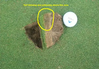 Unknown on A4 bentgrass