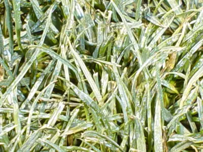 Fungicide deposition of leaf blades.