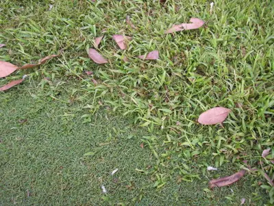 Hilo Grass