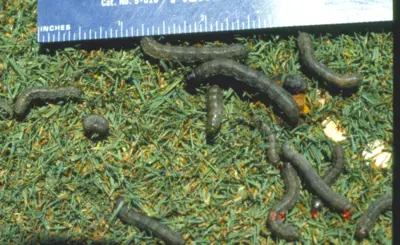 Black cutworm larvae
