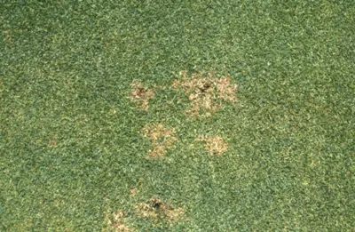 Black cutworm damage on bent/poa green