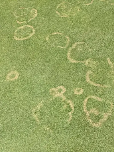 Brown ring patch in Colorado