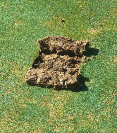 Sampling for white grubs
