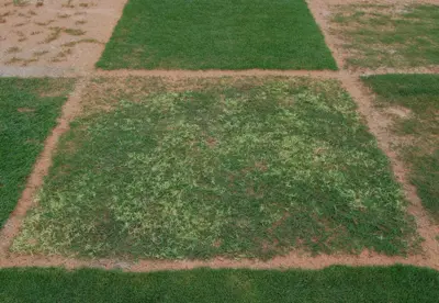 White leaf of Riviera bermudagrass