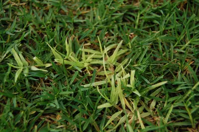 Close-up of bermudagrass white leaf