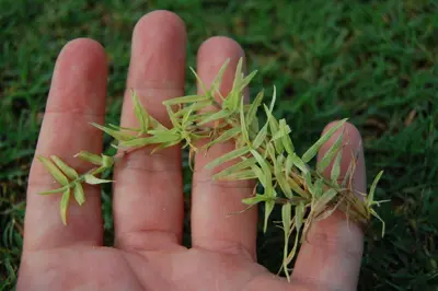 Bermudagrass white leaf in hand