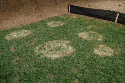 Large patch on Zoysia japonica