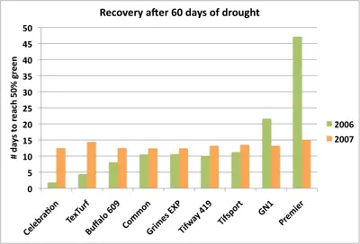 Drought recovery of bermudagrass cultivars