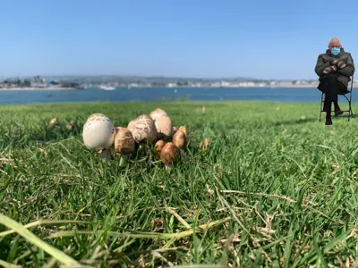 Fairy ring Bernie