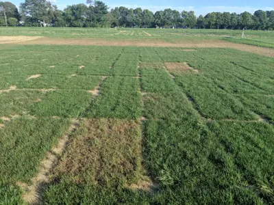 Gray leaf spot resistance