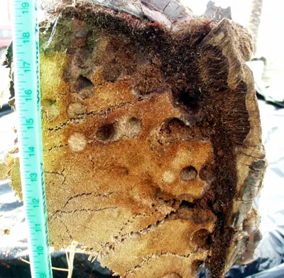 Giant palm borer damage